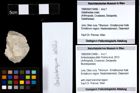 Foto (Objekt + Etiketten) von Ambulocapsa altilis (Robins et al., 2013) 